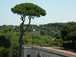  pin parasol et parc de la Villa Borghèse